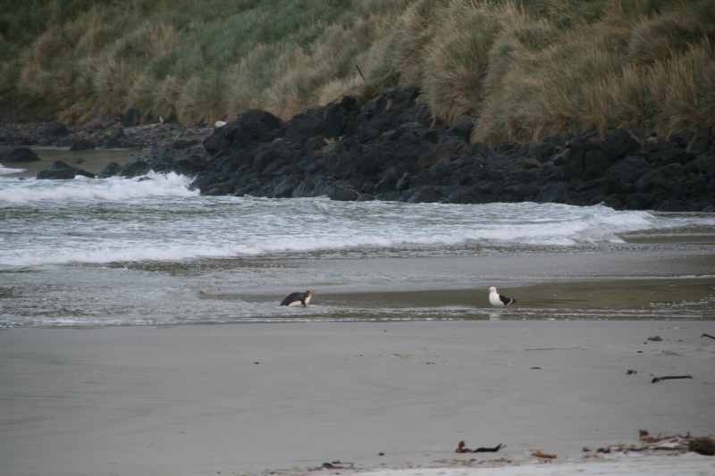 Nieuw-Zeeland 2011 - 2072